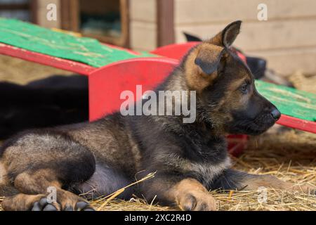 Schöne Deutsche Schäferhunde ruhen in ihrem Gehege auf einer Farm in Skaraborg Schweden aus Stockfoto
