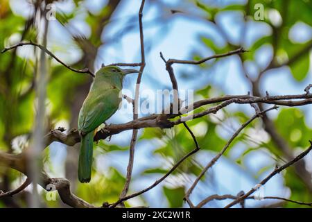 Blaubärtige Bienenfresser (Nyctyornis athertoni) fotografiert im Mai in Indien Stockfoto