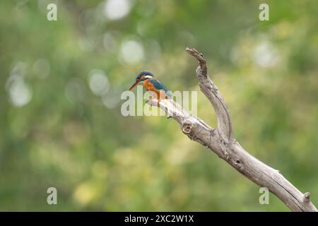 Blauohriger eisvogel (Alcedo Meninting) in einem Baum. Dieser Vogel kommt in Süd- und Südostasien vor. Fotografiert in Indien Stockfoto