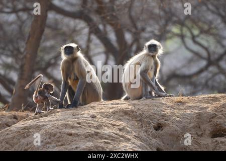 Graue Sprache der nördlichen Ebenen (Semnopithecus entellus), fotografiert im Bandhavgarh National Park, Madhya Pradesh, Indien Stockfoto