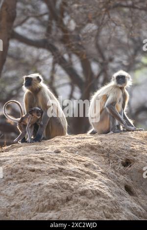 Graue Sprache der nördlichen Ebenen (Semnopithecus entellus), fotografiert im Bandhavgarh National Park, Madhya Pradesh, Indien Stockfoto