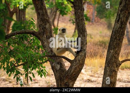 Graue Sprache der nördlichen Ebenen (Semnopithecus entellus), fotografiert im Bandhavgarh National Park, Madhya Pradesh, Indien Stockfoto