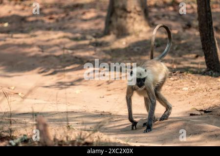 Graue Sprache der nördlichen Ebenen (Semnopithecus entellus), fotografiert im Bandhavgarh National Park, Madhya Pradesh, Indien Stockfoto