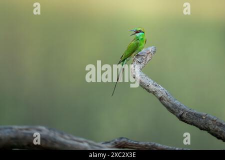 Grüne Bienenfresser (Merops orientalis) auf einem Ast sitzend. Dieses kleine insectivorous Vogel ist weit über sub-Saharan Afrika, westlichen Arabien Stockfoto