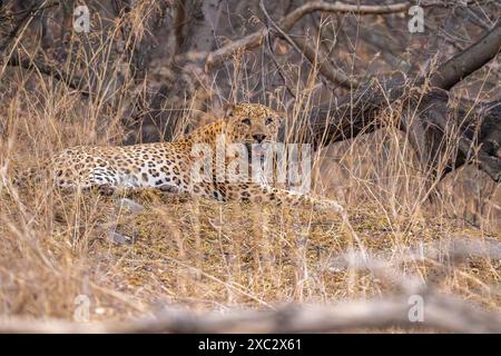 Indischer Leopard (Panthera pardus fusca) fotografiert bei der Jhalana Leopard Safari in Jaipur, Indien Stockfoto