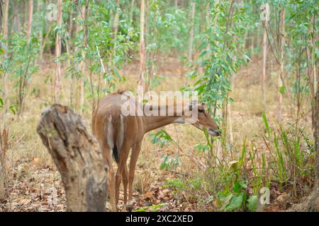 Nilgai (Boselaphus tragocamelus). Diese großen asiatischen Antilopen sind endemisch auf dem indischen Subkontinent. Fotografiert in Jhalana, Rajasthan, Indien. Stockfoto