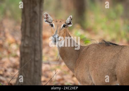 Nilgai (Boselaphus tragocamelus). Diese großen asiatischen Antilopen sind endemisch auf dem indischen Subkontinent. Fotografiert in Jhalana, Rajasthan, Indien. Stockfoto