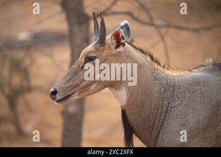 Nilgai (Boselaphus tragocamelus). Diese großen asiatischen Antilopen sind endemisch auf dem indischen Subkontinent. Fotografiert in Jhalana, Rajasthan, Indien. Stockfoto