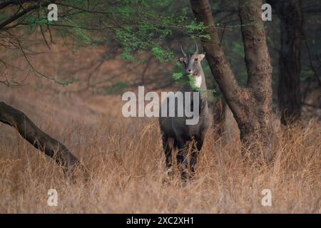 Nilgai (Boselaphus tragocamelus). Diese großen asiatischen Antilopen sind endemisch auf dem indischen Subkontinent. Fotografiert in Jhalana, Rajasthan, Indien. Stockfoto