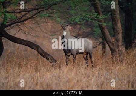 Nilgai (Boselaphus tragocamelus). Diese großen asiatischen Antilopen sind endemisch auf dem indischen Subkontinent. Fotografiert in Jhalana, Rajasthan, Indien. Stockfoto