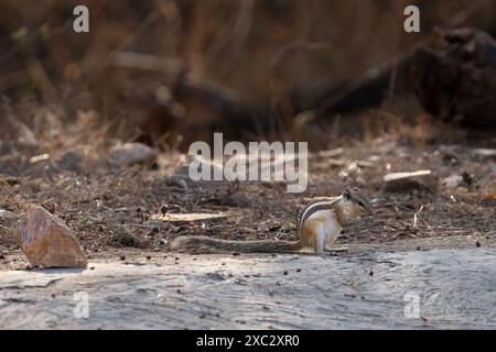 Das nördliche Palmenhörnchen (Funambulus pennantii), auch fünf-gestreifte Palmenhörnchen genannt, ist eine Nagetierart aus der Familie der Sciuridae. Es ist ein Stockfoto