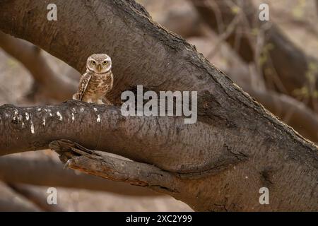 Die Fleckenkuze (Athene brama) ist eine kleine Eule, die im tropischen Asien vom indischen Festland bis Südostasien brütet. Fotografiert in Indien im Mai Stockfoto