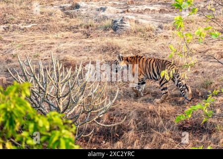 Bengalischer Tiger (Panthera tigris tigris). Fotografiert im bandhavgarh-Nationalpark Indien Stockfoto