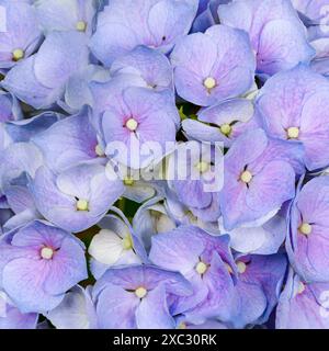 hortensia, allgemein hortensia genannt, ist eine Gattung von mehr als 70 Arten blühender Pflanzen, die in Asien und Amerika heimisch sind Stockfoto