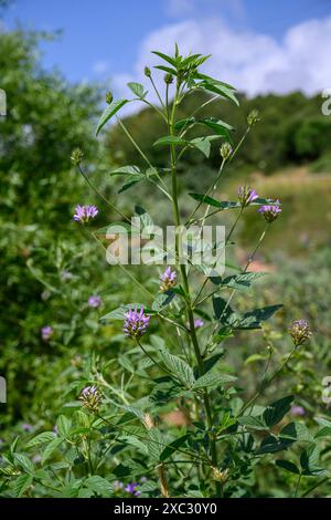 Bituminaria bituminosa, die Arabische Erbse oder Pech-Trefoil, ist eine mehrjährige mediterrane Kräuterart der Gattung Bituminaria. Fotografiert im UPP Stockfoto