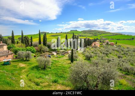 Monticchiello, Italien - 27. April 2023: Toskanische Landschaft mit Zypressen in der Nähe von Monticchiello. Italien Stockfoto