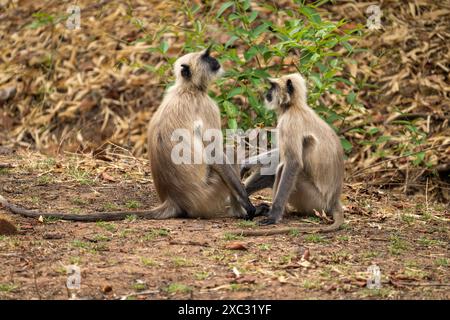 Graue Sprache der nördlichen Ebenen (Semnopithecus entellus), fotografiert im Bandhavgarh National Park, Madhya Pradesh, Indien Stockfoto