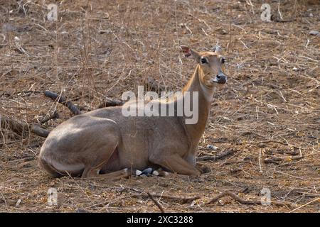 Nilgai (Boselaphus tragocamelus). Diese großen asiatischen Antilopen sind endemisch auf dem indischen Subkontinent. Fotografiert in Jhalana, Rajasthan, Indien. Stockfoto