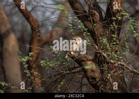 Die Fleckenkuze (Athene brama) ist eine kleine Eule, die im tropischen Asien vom indischen Festland bis Südostasien brütet. Fotografiert in Indien im Mai Stockfoto