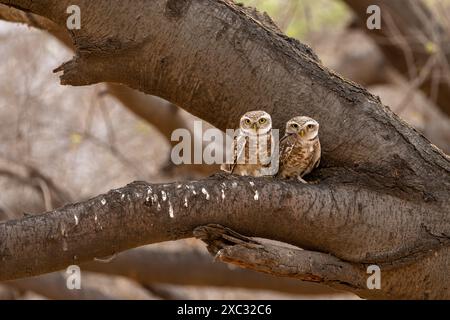 Die Fleckenkuze (Athene brama) ist eine kleine Eule, die im tropischen Asien vom indischen Festland bis Südostasien brütet. Fotografiert in Indien im Mai Stockfoto