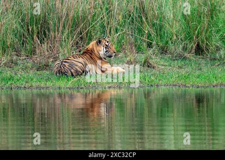 Bengalischer Tiger (Panthera tigris tigris) auf einem Flussufer, fotografiert im bandhavgarh-Nationalpark Indien Stockfoto