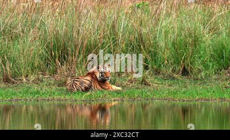 Bengalischer Tiger (Panthera tigris tigris) auf einem Flussufer, fotografiert im bandhavgarh-Nationalpark Indien Stockfoto