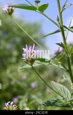 Bituminaria bituminosa, die Arabische Erbse oder Pech-Trefoil, ist eine mehrjährige mediterrane Kräuterart der Gattung Bituminaria. Fotografiert im UPP Stockfoto