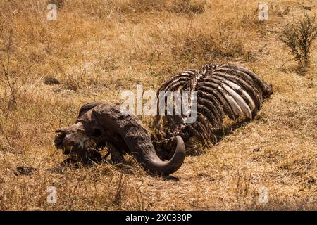 Schädel und Kadaver eines Kapbüffels (Syncerus Caffer), fotografiert im Serengeti Nationalpark, Tansania Stockfoto