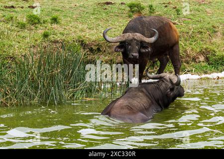 Afrikanischer Büffel AKA Cape Buffalo (Syncerus Caffer) im Wasserbecken, Stockfoto