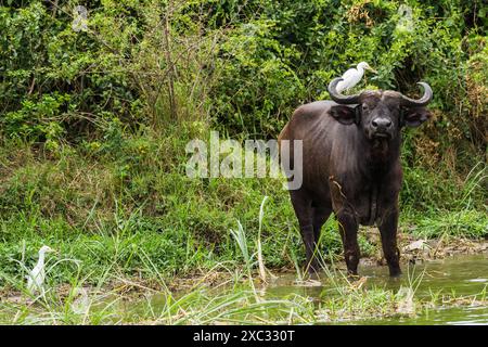 Afrikanischer Büffel AKA Cape Buffalo (Syncerus Caffer) im Wasserbecken, Stockfoto