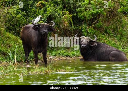 Afrikanischer Büffel AKA Cape Buffalo (Syncerus Caffer) im Wasserbecken, Stockfoto