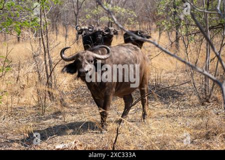 Eine Herde afrikanischer Büffel oder Cape Buffalo (Syncerus Caffer), die im Grasland weidet, fotografiert in Tansania Stockfoto