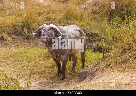 Afrikanischer Büffel AKA Cape Buffalo (Syncerus Caffer) nach einem Schlammbad Stockfoto