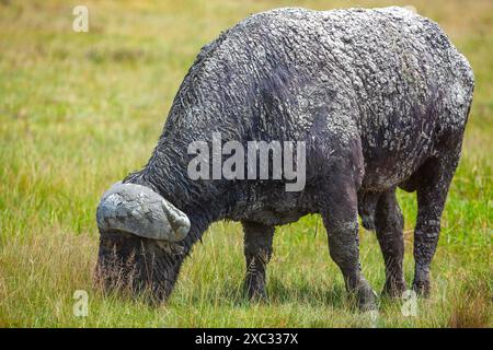 Afrikanischer Büffel AKA Cape Buffalo (Syncerus Caffer) nach einem Schlammbad Stockfoto