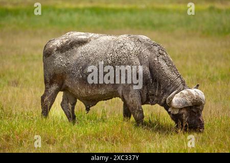 Afrikanischer Büffel AKA Cape Buffalo (Syncerus Caffer) nach einem Schlammbad Stockfoto