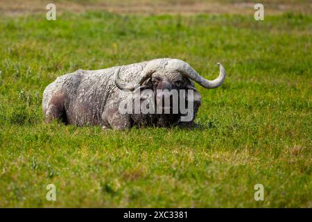 Afrikanischer Büffel AKA Cape Buffalo (Syncerus Caffer) nach einem Schlammbad Stockfoto