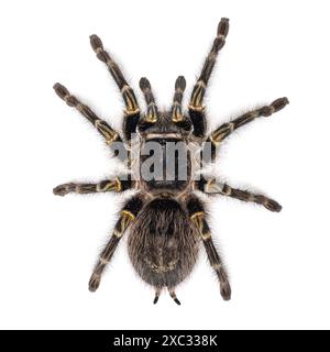 Weibliche Grammostola Pulchripes alias Chaco Golden Knee Tarantel. Draufsicht, isoliert auf weißem Hintergrund. Stockfoto