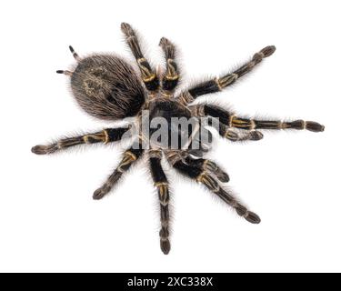 Weibliche Grammostola Pulchripes alias Chaco Golden Knee Tarantel. Draufsicht, isoliert auf weißem Hintergrund. Stockfoto