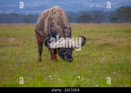 Afrikanischer Büffel AKA Cape Buffalo (Syncerus Caffer) nach einem Schlammbad Stockfoto