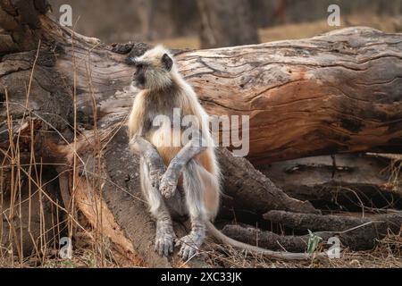 Graue Sprache der nördlichen Ebenen (Semnopithecus entellus), fotografiert im Bandhavgarh National Park, Madhya Pradesh, Indien Stockfoto