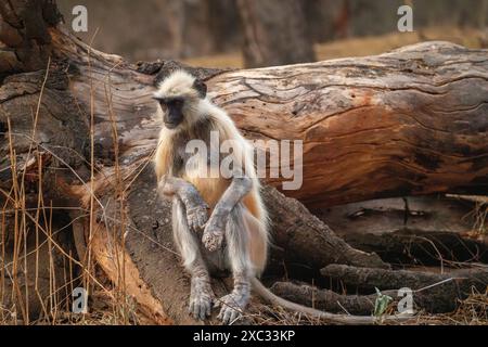 Graue Sprache der nördlichen Ebenen (Semnopithecus entellus), fotografiert im Bandhavgarh National Park, Madhya Pradesh, Indien Stockfoto
