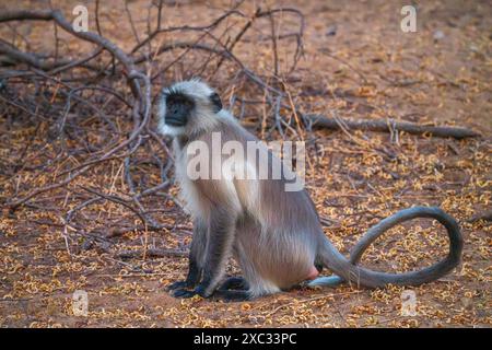 Graue Sprache der nördlichen Ebenen (Semnopithecus entellus), fotografiert im Bandhavgarh National Park, Madhya Pradesh, Indien Stockfoto