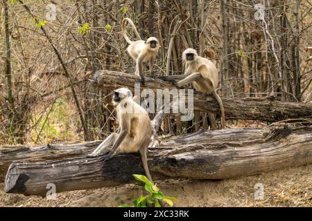 Graue Sprache der nördlichen Ebenen (Semnopithecus entellus), fotografiert im Bandhavgarh National Park, Madhya Pradesh, Indien Stockfoto