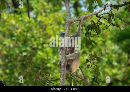 Graue Sprache der nördlichen Ebenen (Semnopithecus entellus), fotografiert im Bandhavgarh National Park, Madhya Pradesh, Indien Stockfoto