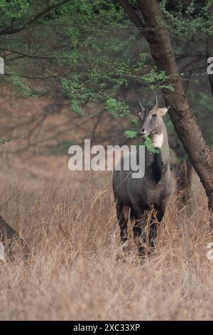 Nilgai (Boselaphus tragocamelus). Diese großen asiatischen Antilopen sind endemisch auf dem indischen Subkontinent. Fotografiert in Jhalana, Rajasthan, Indien. Stockfoto