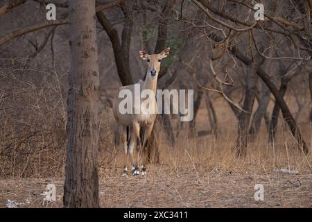 Nilgai (Boselaphus tragocamelus). Diese großen asiatischen Antilopen sind endemisch auf dem indischen Subkontinent. Fotografiert in Jhalana, Rajasthan, Indien. Stockfoto