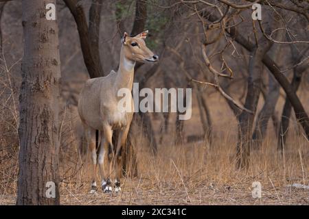 Nilgai (Boselaphus tragocamelus). Diese großen asiatischen Antilopen sind endemisch auf dem indischen Subkontinent. Fotografiert in Jhalana, Rajasthan, Indien. Stockfoto