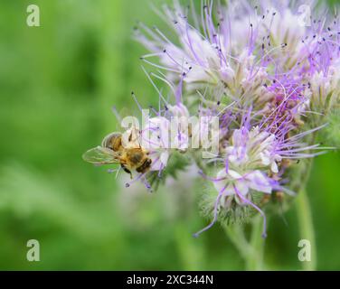 Honigbiene auf phacelia-Blüte sammelt Nektar und Pollen Stockfoto