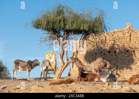 Altes kleines Lehm-Bauernhaus am Wüstenthar mit Baum und Kamelen und Kühen, die in der Wüstenhitze ruhen Stockfoto