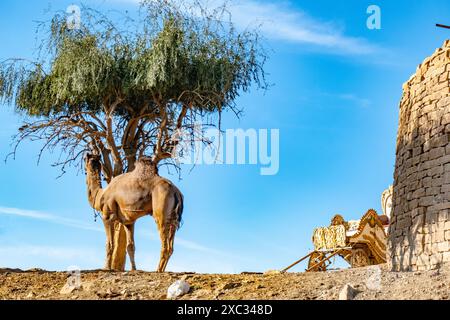 Altes kleines Lehm-Bauernhaus am Wüstenthar mit Baum und Kamelen und Kühen, die in der Wüstenhitze ruhen Stockfoto